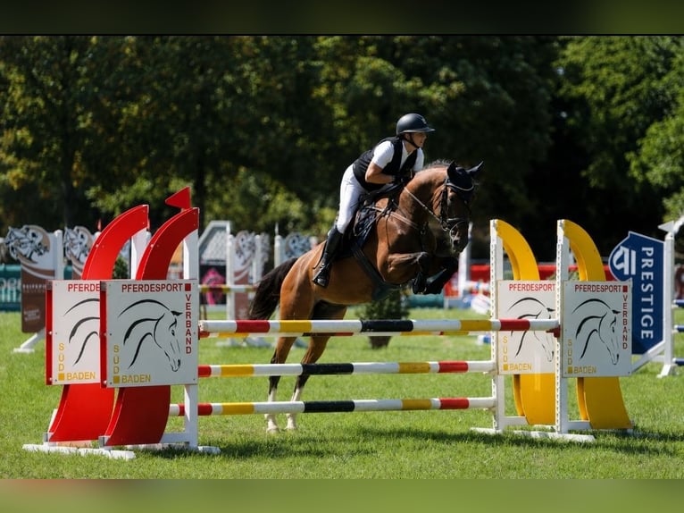 Holsteiner Merrie 8 Jaar 165 cm Bruin in Murg
