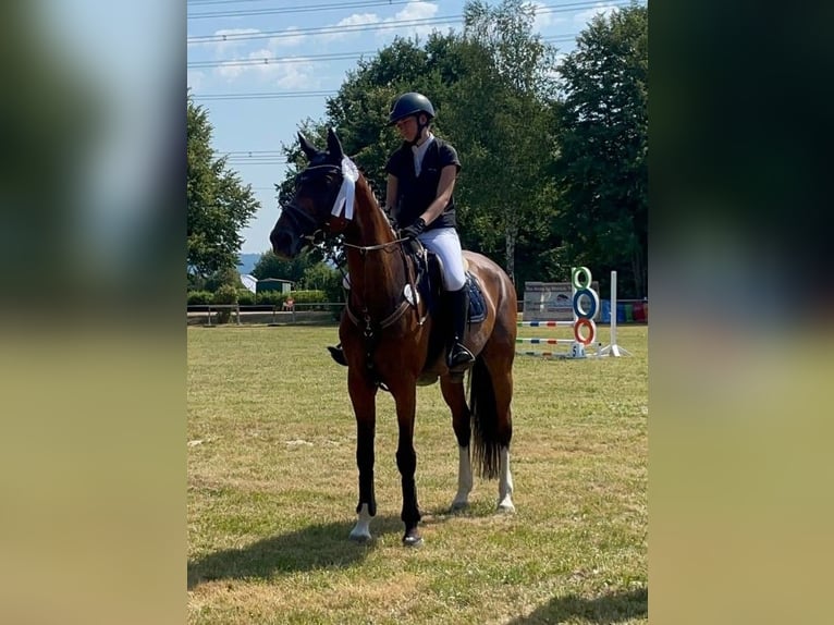 Holsteiner Merrie 8 Jaar 165 cm Bruin in Murg