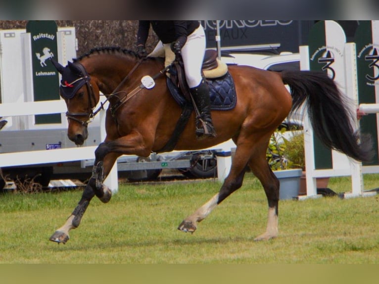 Holsteiner Merrie 8 Jaar 165 cm Bruin in Murg