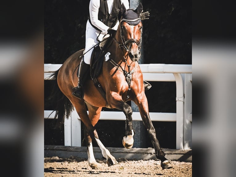 Holsteiner Merrie 8 Jaar 165 cm Bruin in Murg