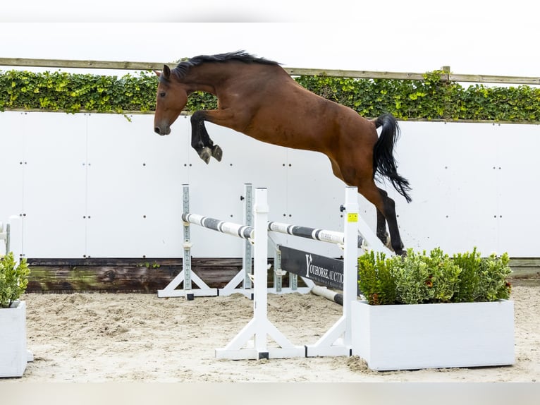 Holsteiner Merrie 8 Jaar 165 cm Bruin in Waddinxveen