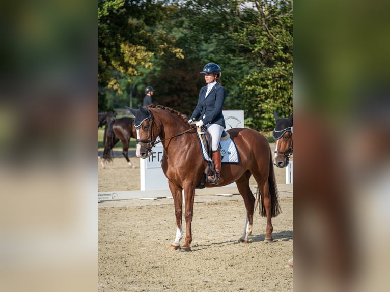 Holsteiner Merrie 8 Jaar 165 cm Donkere-vos in Isernhagen