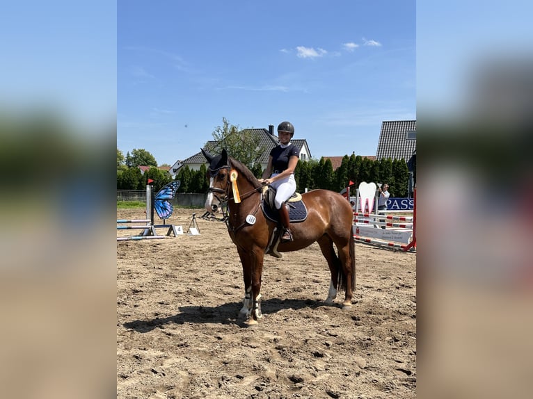 Holsteiner Merrie 8 Jaar 165 cm Donkere-vos in Isernhagen