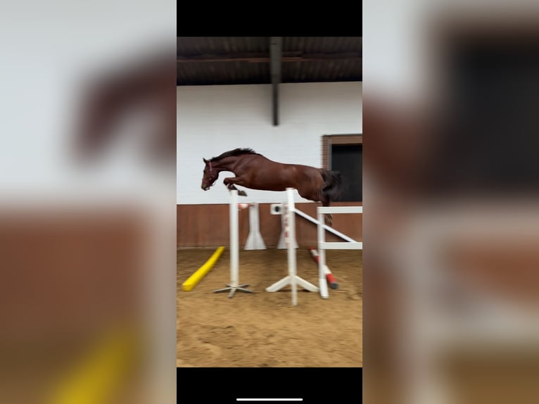 Holsteiner Merrie 8 Jaar 165 cm Donkere-vos in Isernhagen