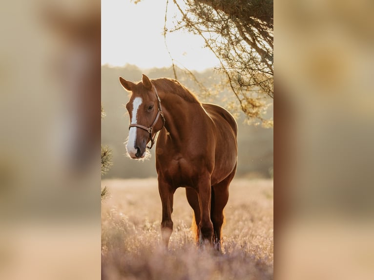 Holsteiner Merrie 8 Jaar 165 cm Donkere-vos in Isernhagen