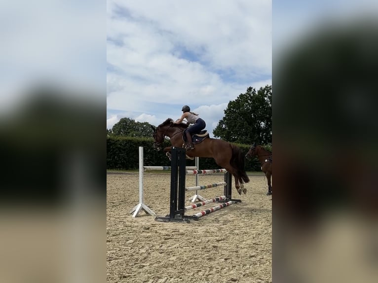 Holsteiner Merrie 8 Jaar 165 cm Donkere-vos in Isernhagen
