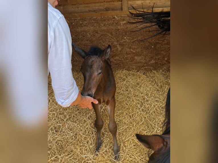 Holsteiner Merrie 8 Jaar 165 cm Roodbruin in Tabajd