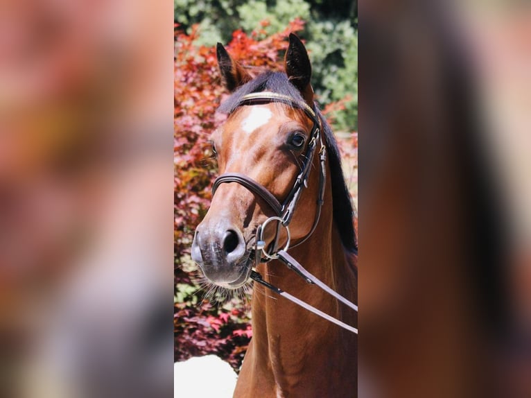 Holsteiner Merrie 8 Jaar 166 cm Bruin in Saint Étienne Sur Chalaronne