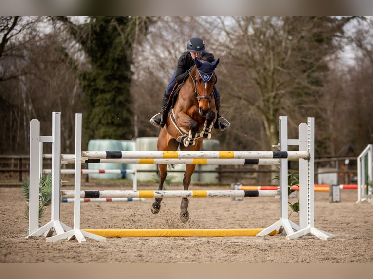 Holsteiner Merrie 8 Jaar 166 cm Bruin in Grasberg