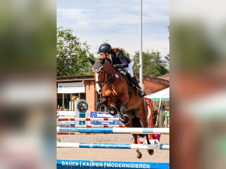 Holsteiner Merrie 8 Jaar 166 cm Bruin in Münster