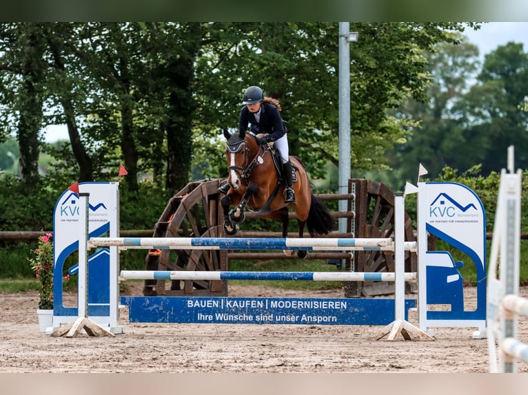 Holsteiner Merrie 8 Jaar 166 cm  in Münster