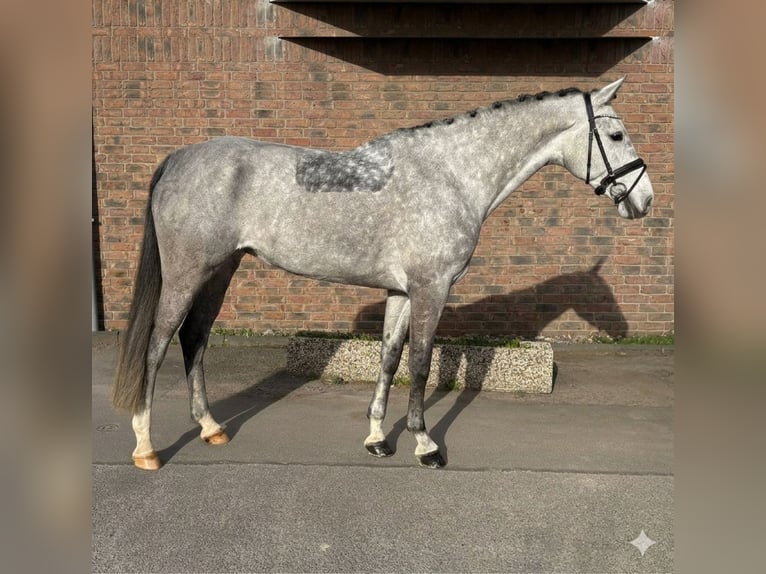 Holsteiner Merrie 8 Jaar 167 cm Appelschimmel in Niederkassel