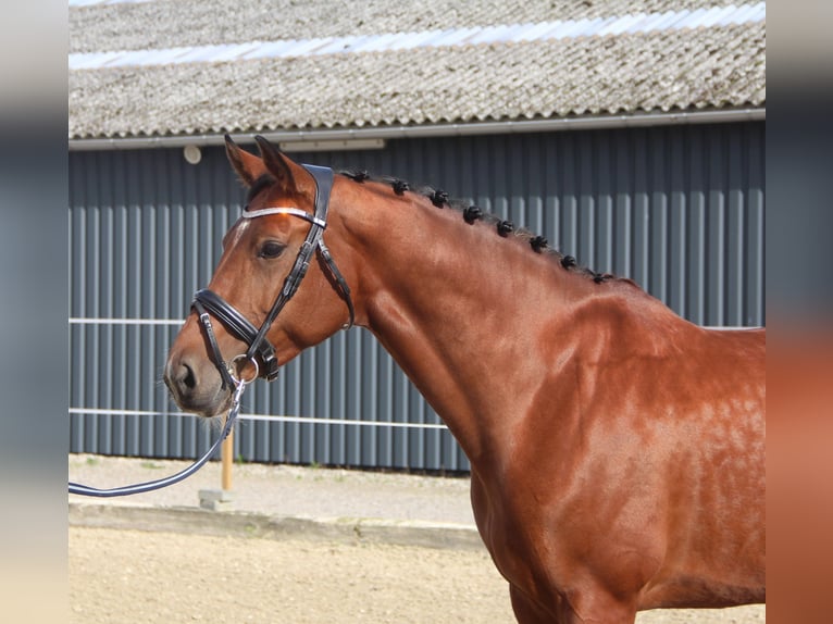 Holsteiner Mix Merrie 8 Jaar 167 cm Bruin in Hobro