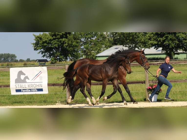 Holsteiner Merrie 8 Jaar 167 cm Bruin in Kaiser-Wilhelm-Koog
