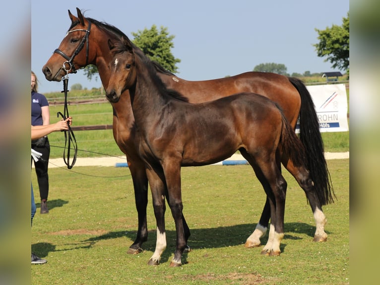 Holsteiner Merrie 8 Jaar 167 cm Bruin in Kaiser-Wilhelm-Koog