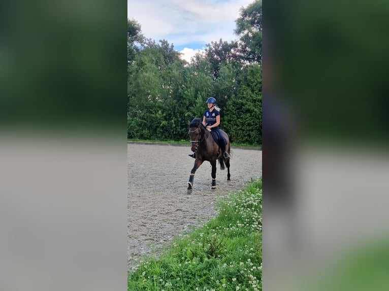 Holsteiner Merrie 8 Jaar 167 cm Bruin in Sörup