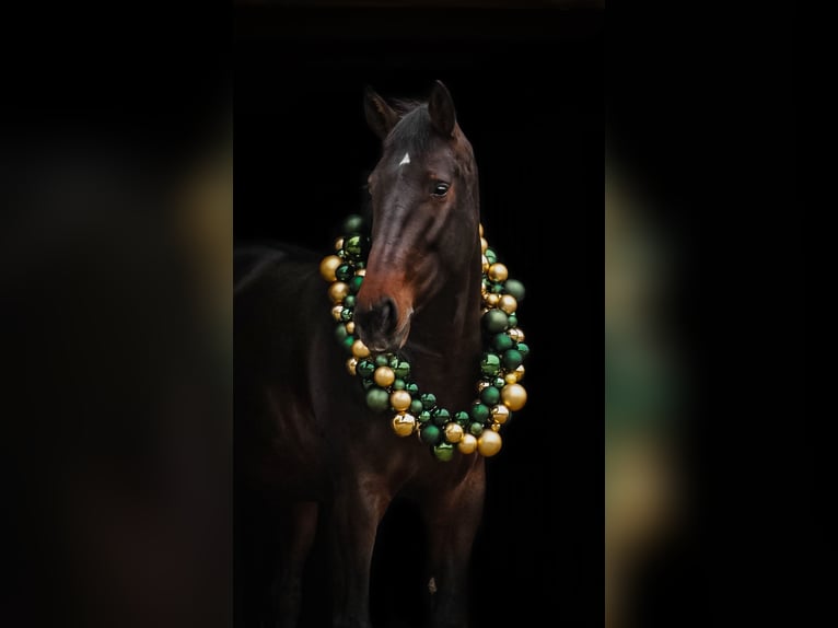 Holsteiner Merrie 8 Jaar 167 cm Bruin in Sörup