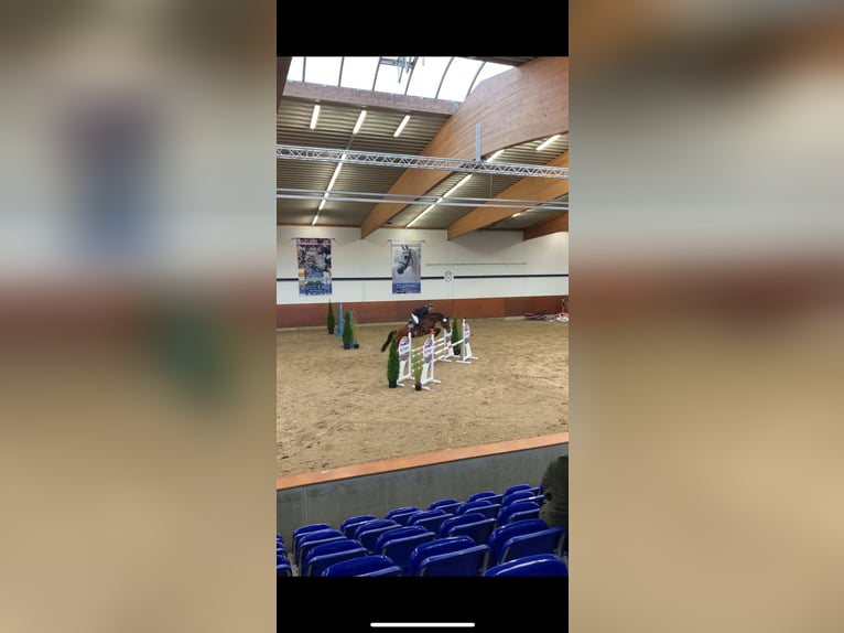 Holsteiner Merrie 8 Jaar 167 cm Bruin in Itzehoe