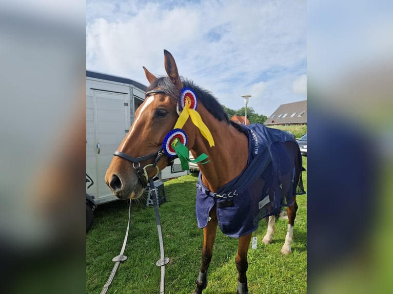 Holsteiner Merrie 8 Jaar 167 cm Bruin in Itzehoe