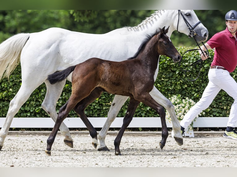 Holsteiner Merrie 8 Jaar 167 cm Schimmel in Granderheide