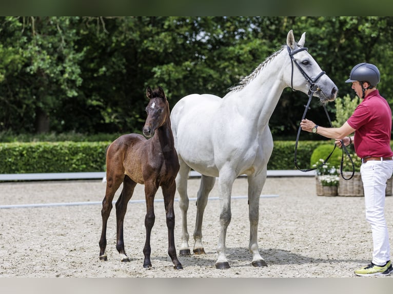 Holsteiner Merrie 8 Jaar 167 cm Schimmel in Granderheide