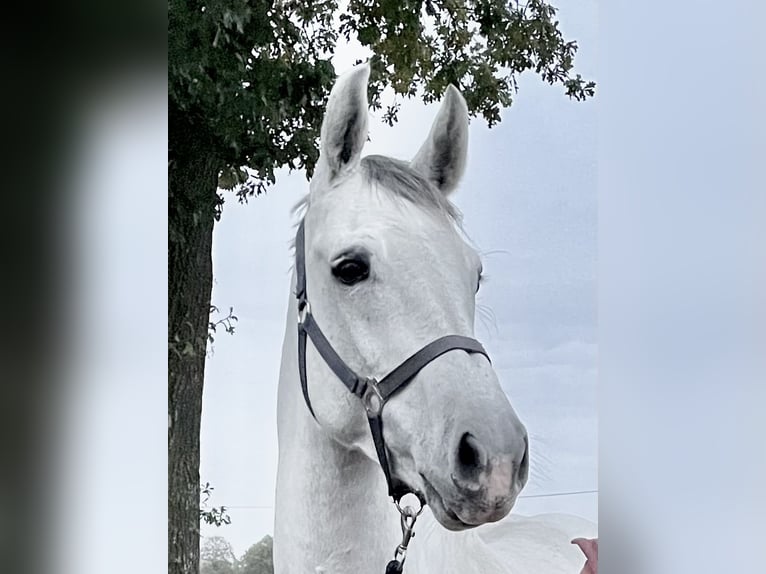 Holsteiner Merrie 8 Jaar 167 cm Schimmel in Granderheide