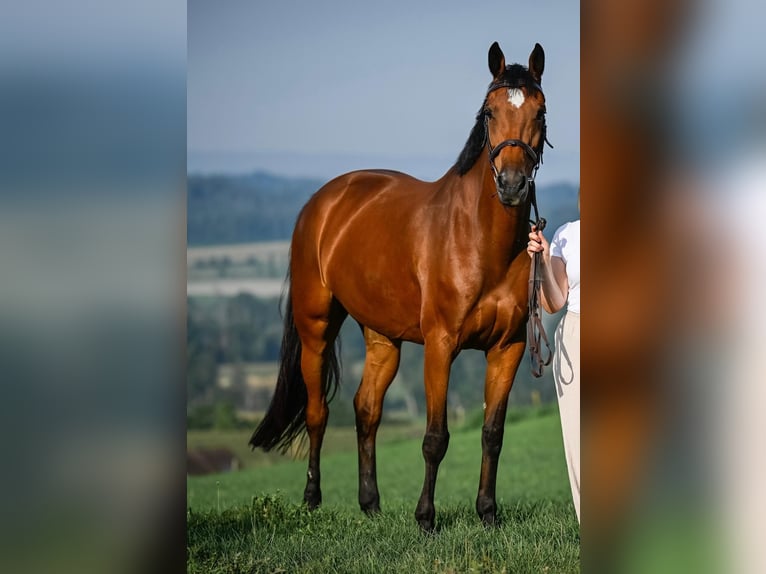 Holsteiner Merrie 8 Jaar 168 cm Bruin in Winkel