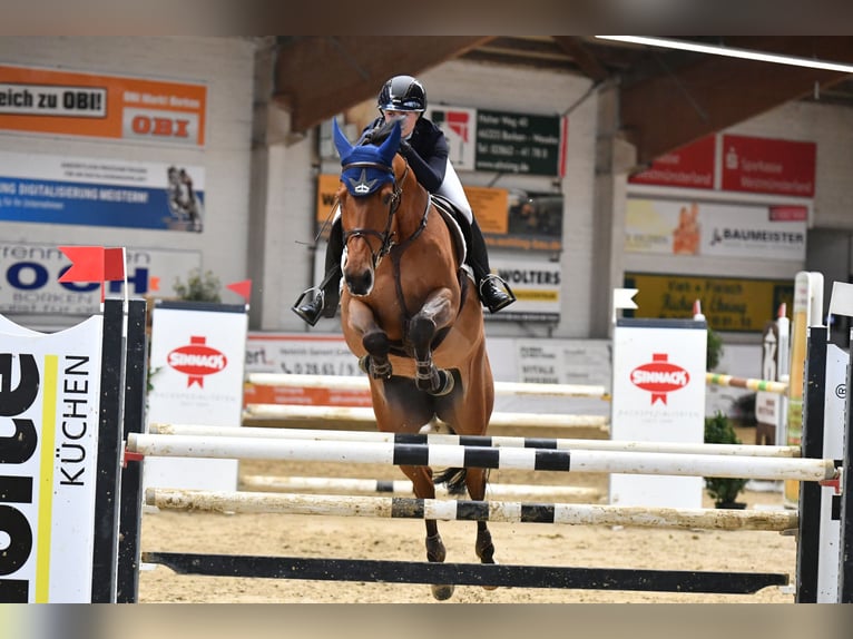 Holsteiner Merrie 8 Jaar 168 cm Bruin in Stadtlohn