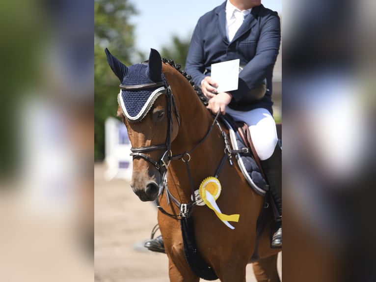 Holsteiner Merrie 8 Jaar 168 cm Bruin in Stadtlohn