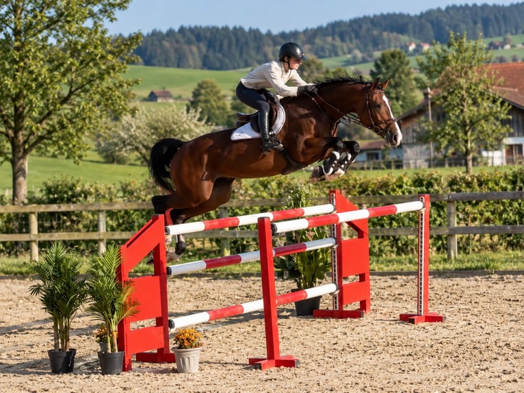 Holsteiner Merrie 8 Jaar 168 cm Bruin in Sunthausen