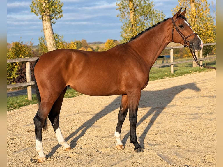 Holsteiner Merrie 8 Jaar 168 cm Bruin in Sunthausen