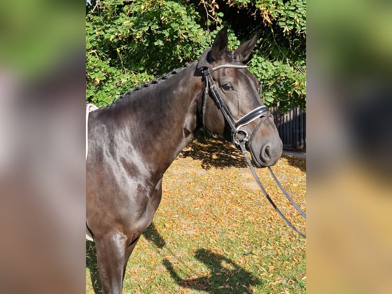 Holsteiner Merrie 8 Jaar 168 cm Zwartbruin in Bosau