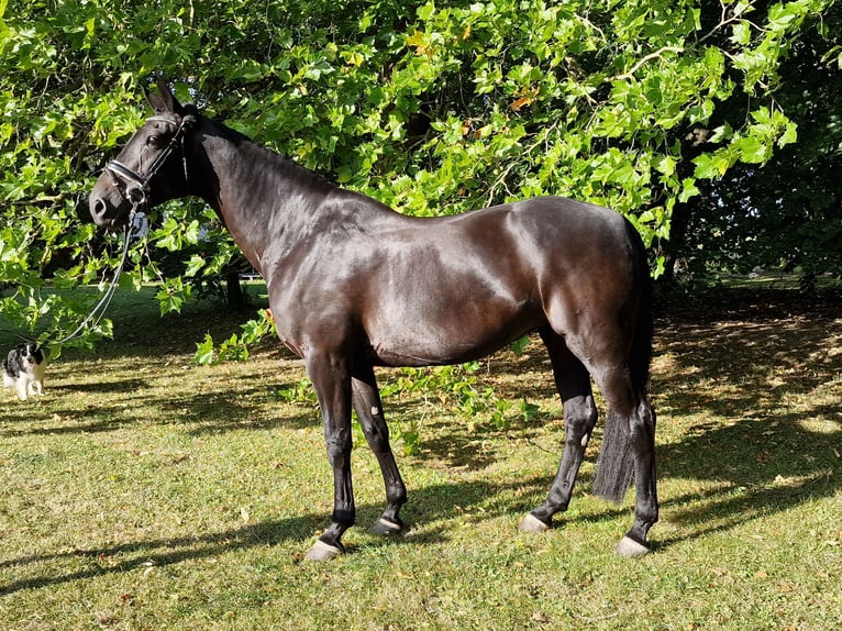 Holsteiner Merrie 8 Jaar 168 cm Zwartbruin in Bosau