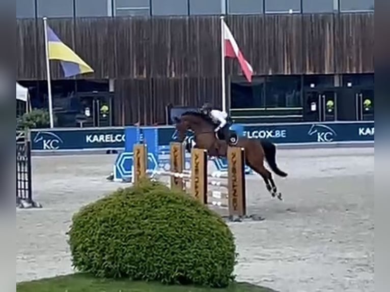 Holsteiner Merrie 8 Jaar 169 cm Bruin in Vettwei&#xDF;
