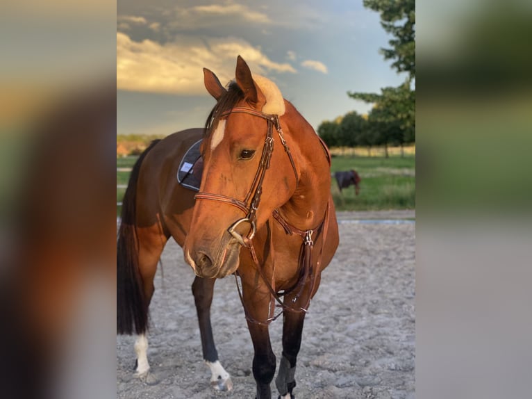 Holsteiner Merrie 8 Jaar 169 cm Bruin in Vettwei&#xDF;