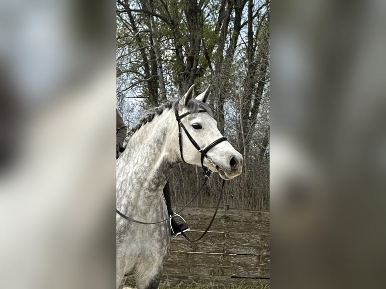 Holsteiner Merrie 8 Jaar 169 cm Schimmel in Kerekegyháza