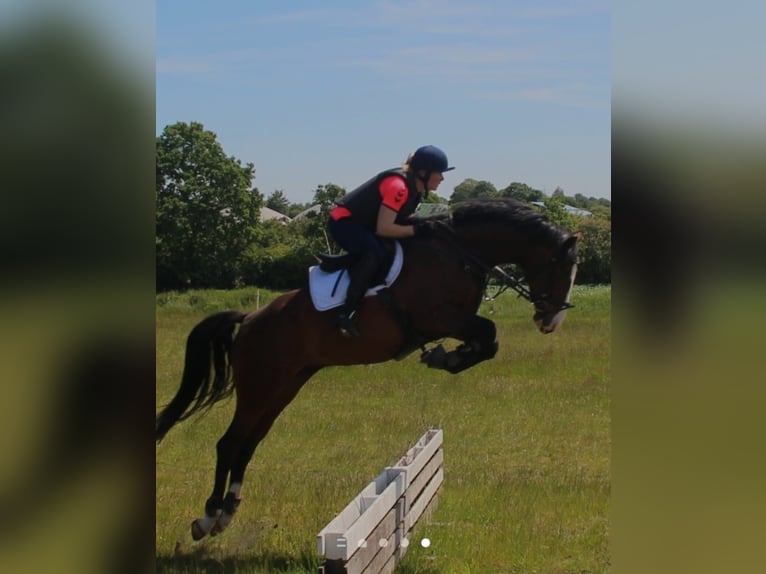 Holsteiner Merrie 8 Jaar 170 cm Bruin in Sassen-Trantow