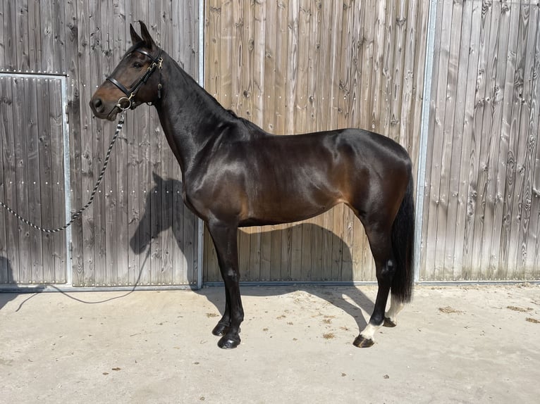 Holsteiner Merrie 8 Jaar 170 cm  in GROTE-BROGEL