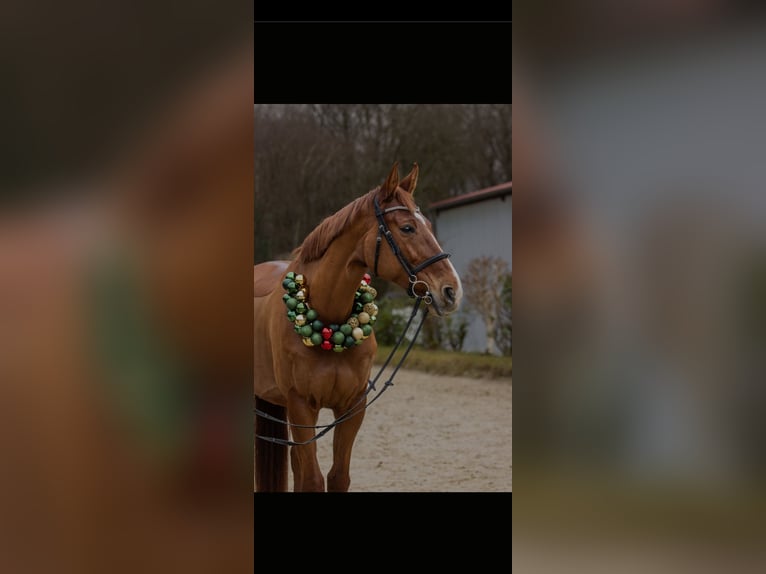 Holsteiner Merrie 8 Jaar 170 cm Vos in Gevelsberg