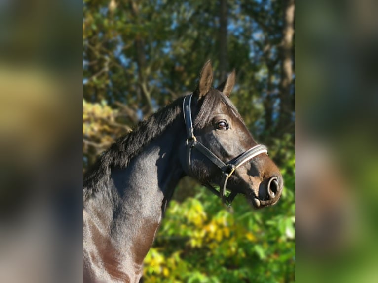 Holsteiner Merrie 8 Jaar 170 cm Zwartbruin in Heidgraben