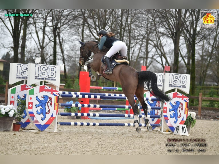 Holsteiner Merrie 8 Jaar 171 cm Donkerbruin in B&#xFC;rstadt