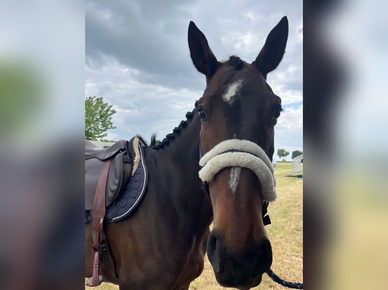 Holsteiner Merrie 8 Jaar 171 cm Donkerbruin in B&#xFC;rstadt
