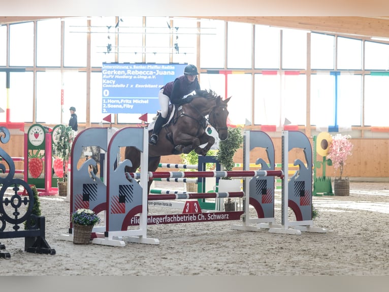 Holsteiner Merrie 8 Jaar 172 cm Vos in Neum&#xFC;nster