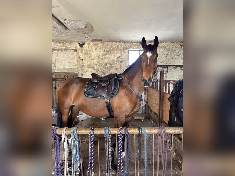 Holsteiner Merrie 8 Jaar 173 cm Bruin in Süderholz