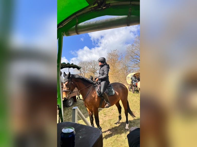 Holsteiner Merrie 8 Jaar 173 cm Bruin in Süderholz
