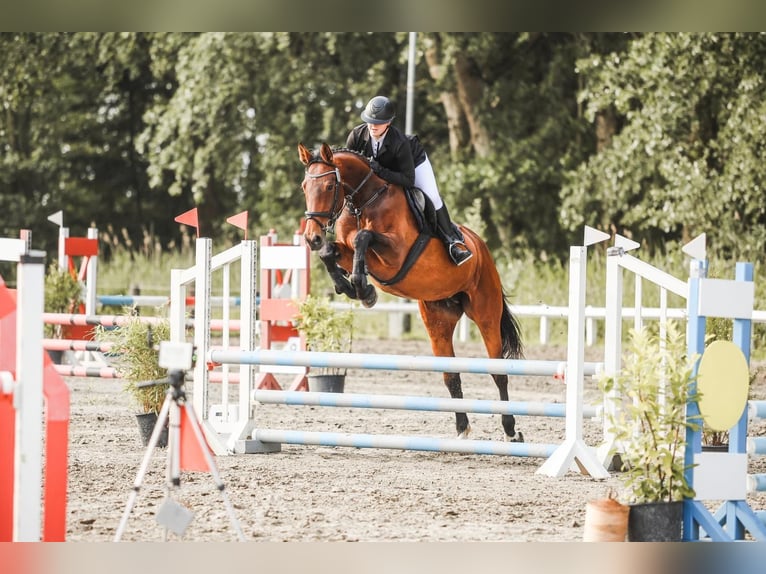 Holsteiner Merrie 8 Jaar 173 cm Bruin in Tetenbüll
