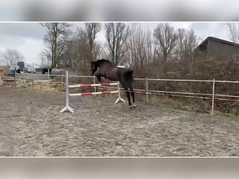 Holsteiner Merrie 8 Jaar 173 cm Bruin in Tetenbüll