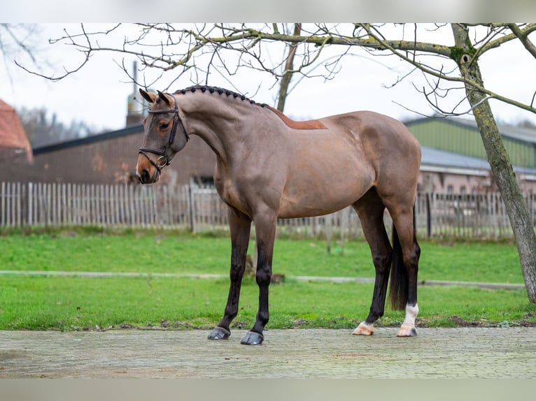 Holsteiner Merrie 8 Jaar 174 cm Bruin in Wijchmaal