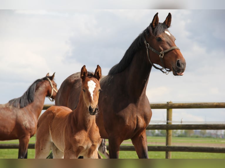 Holsteiner Merrie 8 Jaar in Borsfleth