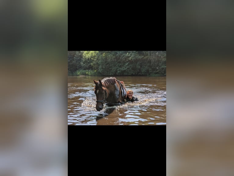 Holsteiner Merrie 9 Jaar 159 cm Donkerbruin in Hamburg Iserbrook